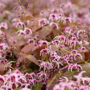 Эпимедиум Epimedium Pretty in Pink